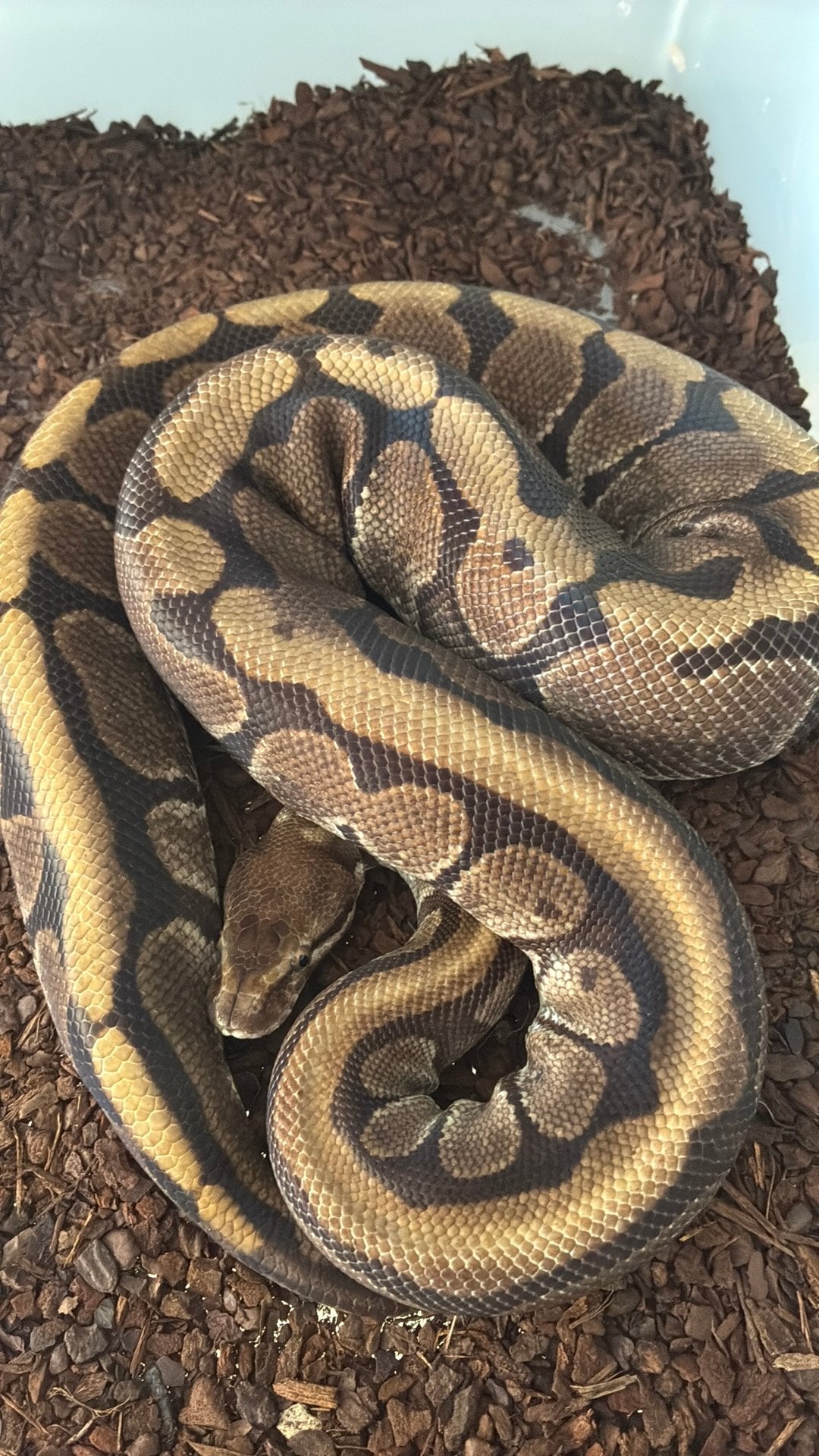 Ball python regius