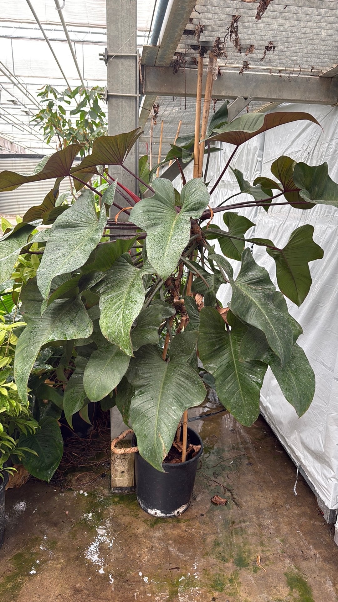 PHILODENDRON XXL MOET WEG, Ophalen, Volle zon, Overige soorten, 100 tot 250 cm