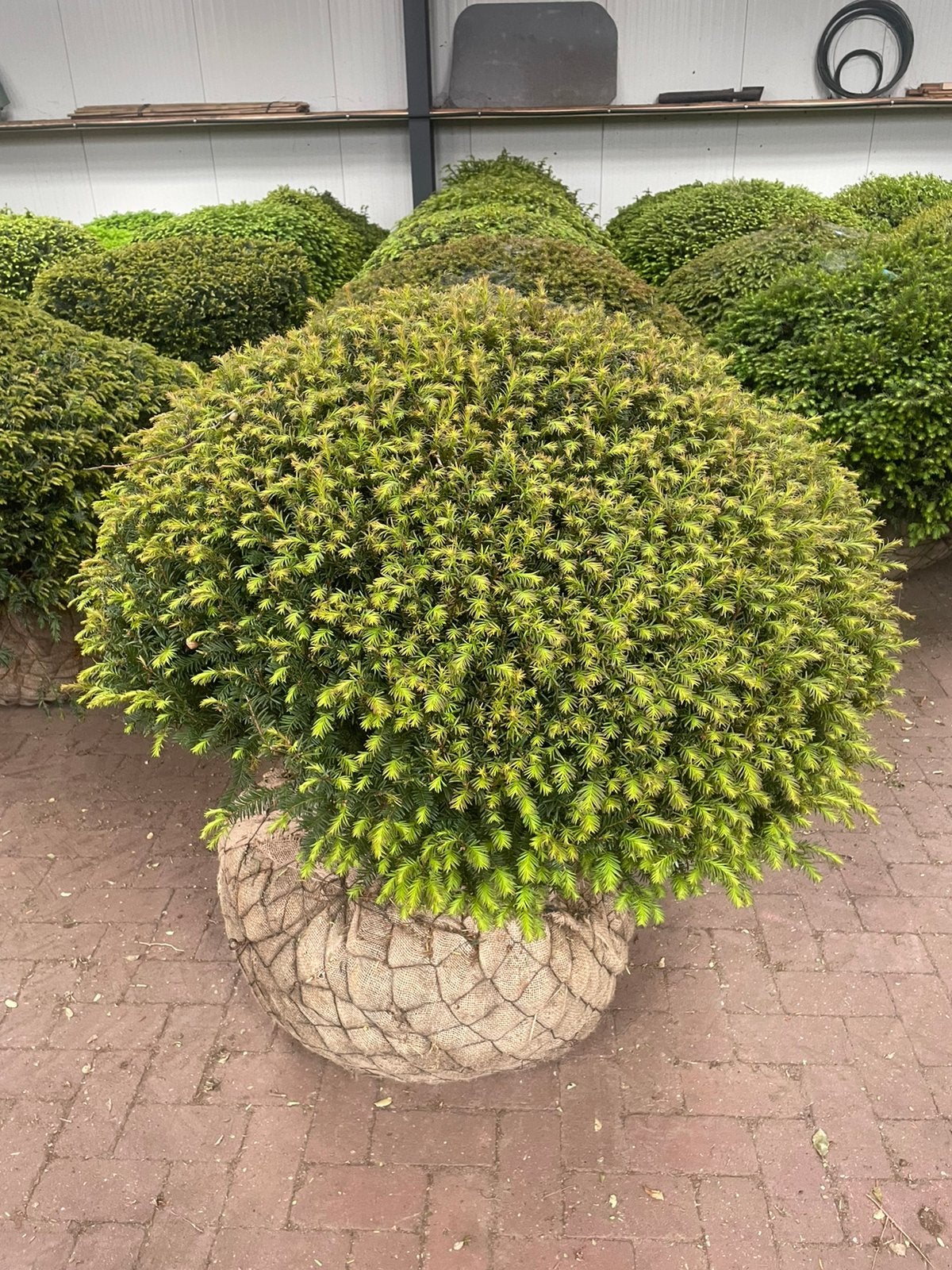 Taxus bollen leverbaar tot 200 cm doorsnede., Ophalen, Taxus, Struik