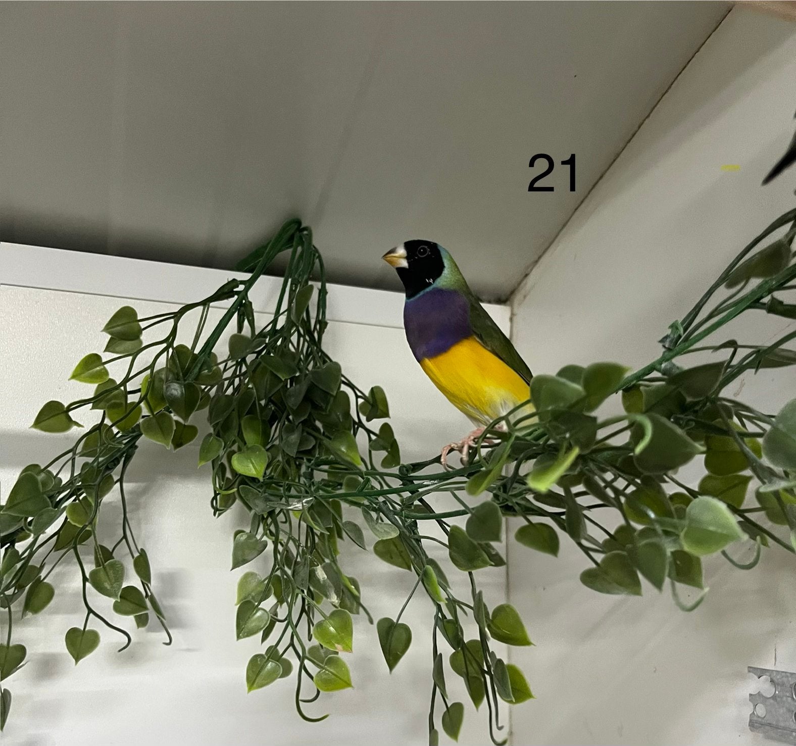 Zeer mooie amadine man, Dieren en Toebehoren, Vogels | Overige Vogels, Mannelijk, Geringd