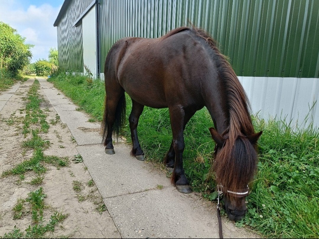 Super lieve grote shetlander ruin 7 jaar, Dieren en Toebehoren, Ruin, A pony (tot 1.17m), 7 tot 10 jaar