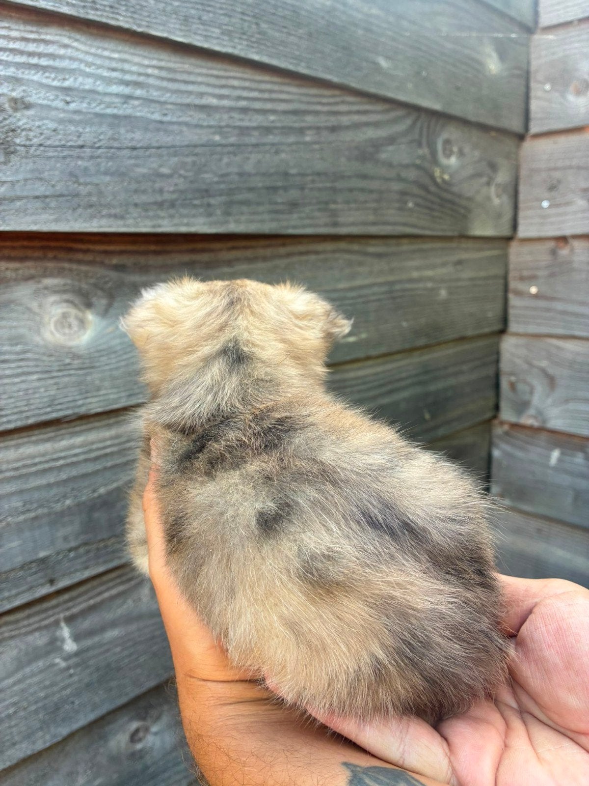 mini chihuahua langhaar pups te koop (nog 1), Dieren en Toebehoren, Parvo, 8 tot 15 weken, Meerdere, Meerdere dieren