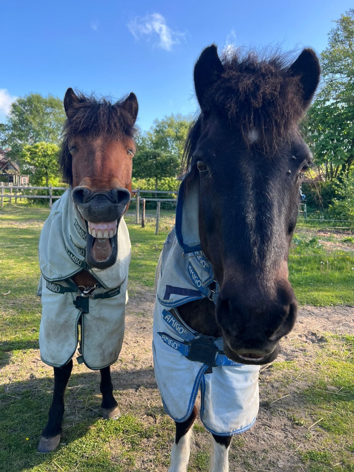 IJslander weidegang, Weidegang, 1 paard of pony