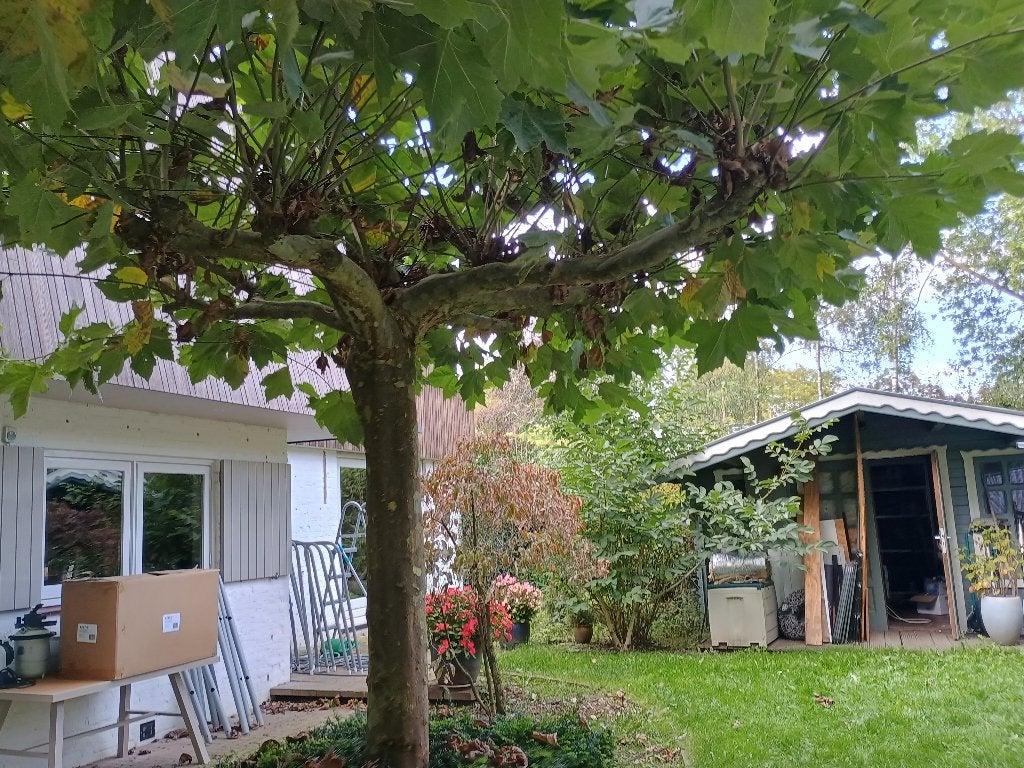 3 mooie dakplantanen, Tuin en Terras, Ophalen, Volle zon, Overige soorten, 100 tot 250 cm