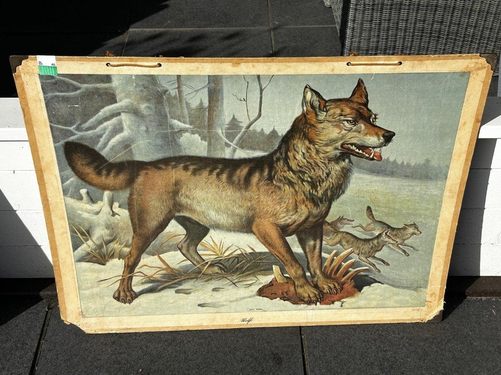 Wolf, Antiek en Kunst, Antiek | Schoolplaten, Ophalen of Verzenden, Natuur en Biologie