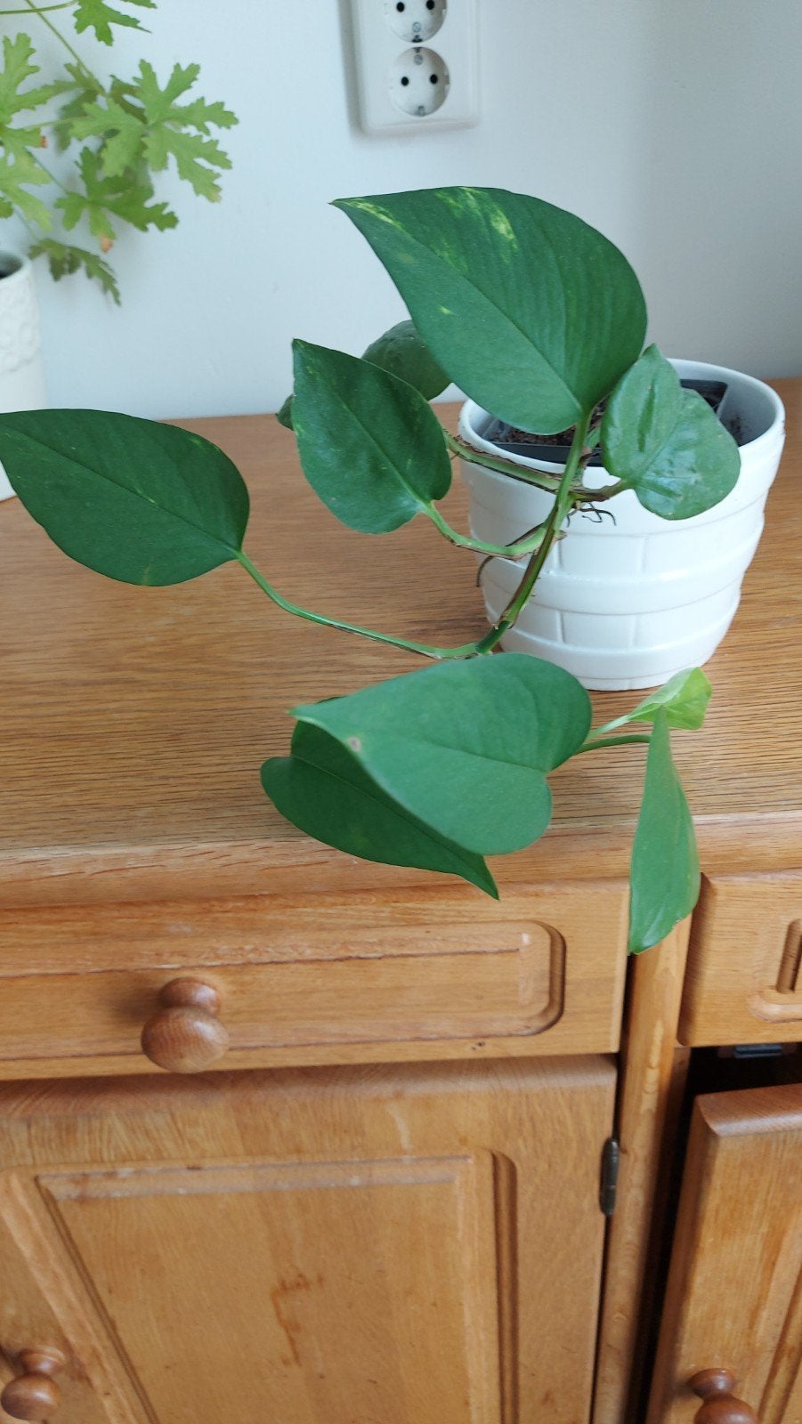 Mooie Epipremnum Aureum ( Drakenklimop of Photos), Ophalen, Halfschaduw, Minder dan 100 cm