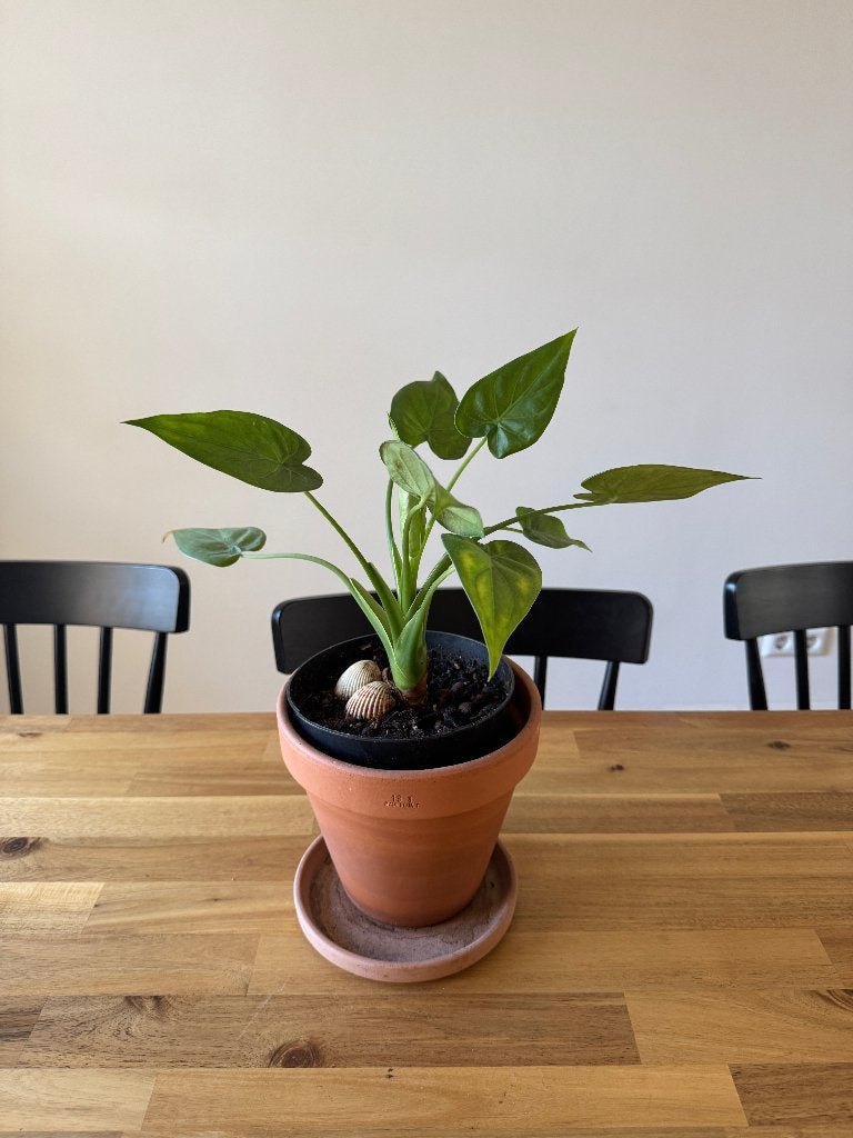 Alocacia plant with plastic pot, Ophalen, Palm, Halfschaduw, Minder dan 100 cm
