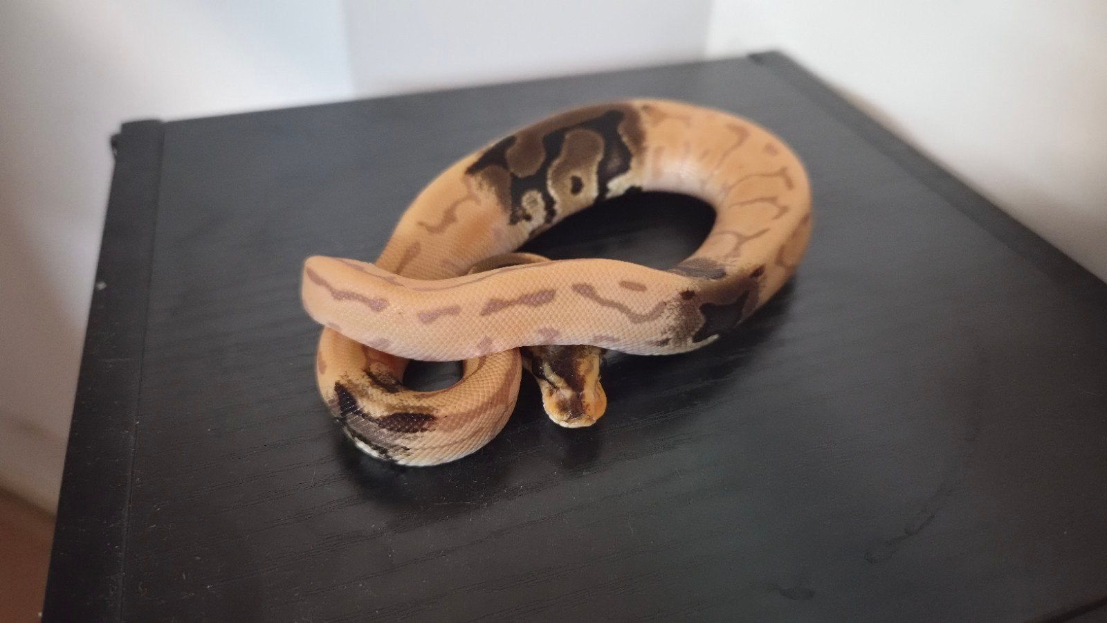 banana leopard pinstripe paradox 66% het pied Ball Python photo 2