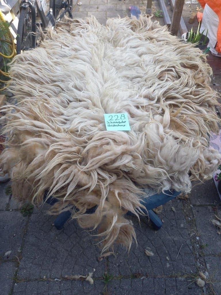 Geschoren vacht van een Schoonebeker Heideschaap, Hobby en Vrije tijd, Ophalen of Verzenden, Nieuw