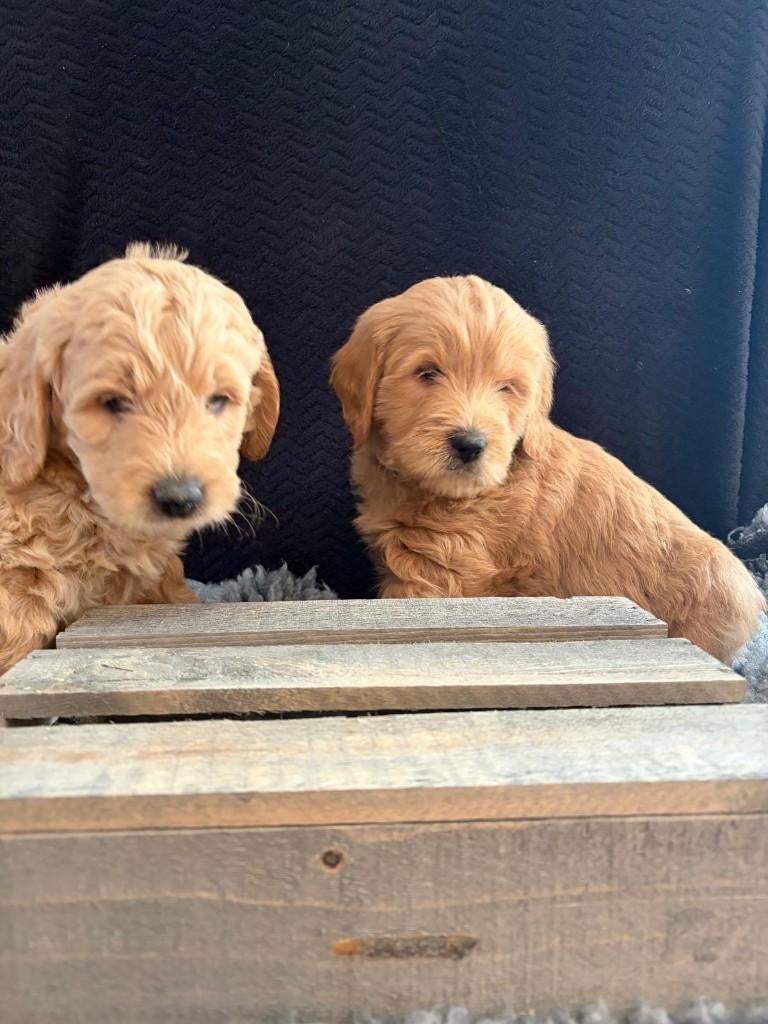 Prachtig nestje Goldendoodle/Labradoodle puppy’s te koop, Parvo, Overige rassen, 8 tot 15 weken, Meerdere