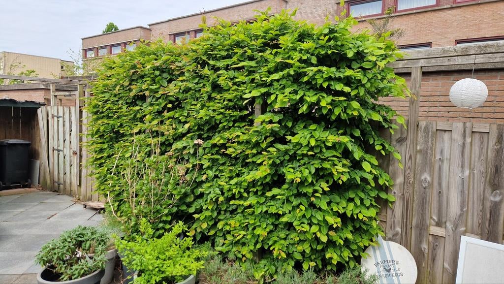 Beukenhaag gratis uit te scheppen, Ophalen, Beukenhaag, Haag, 100 tot 250 cm
