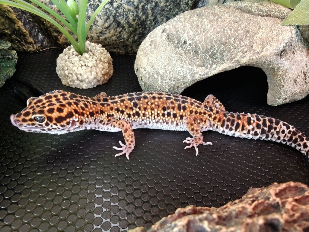 Luipaard gekko inclusief terarrium Leopard Gecko photo 6