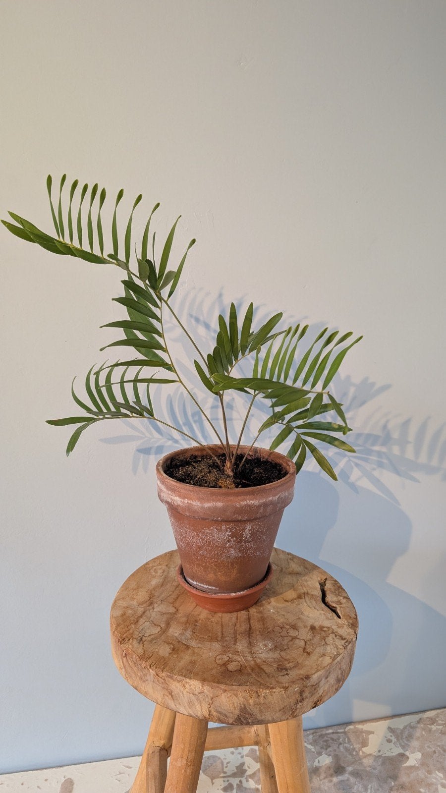 Zeldzame Cardboard Palm (Zamia furfuracea), Huis en Inrichting, Kamerplanten, Overige soorten, Minder dan 100 cm, Groene kamerplant