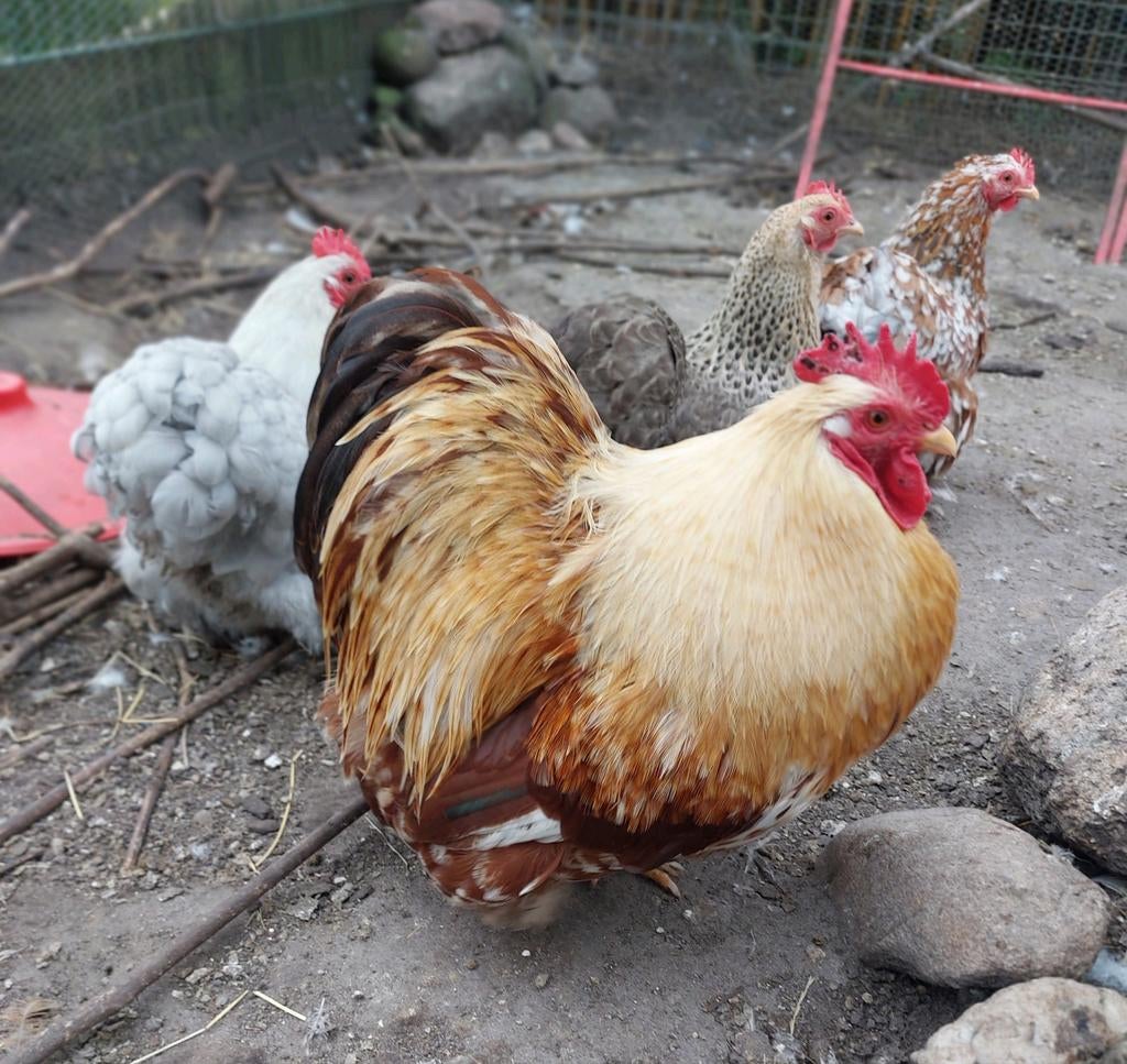 Cochil kriel haantje zilver tarwe, Mannelijk, Kip