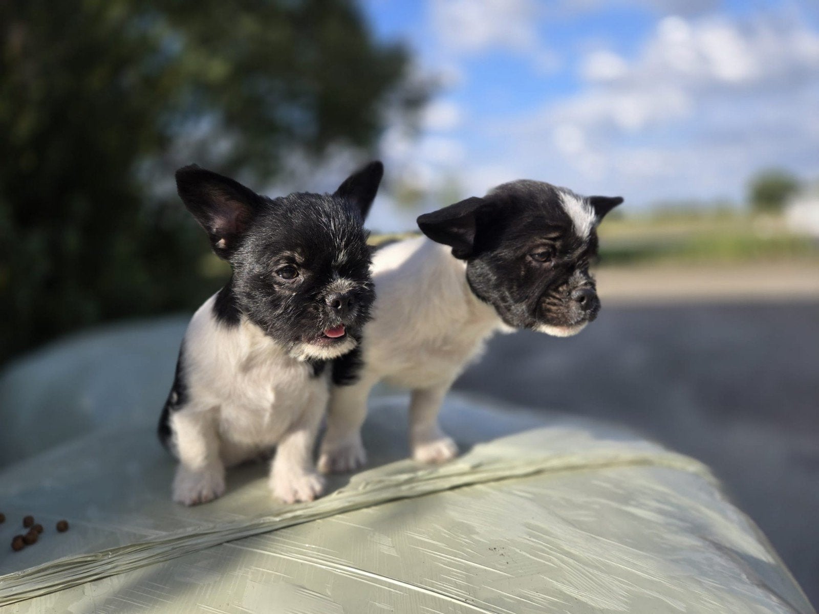 zeer leuke speelse reutjes., Dieren en Toebehoren, Honden | Bulldogs, Pinschers en Molossers, Parvo, Overige rassen, 8 tot 15 weken