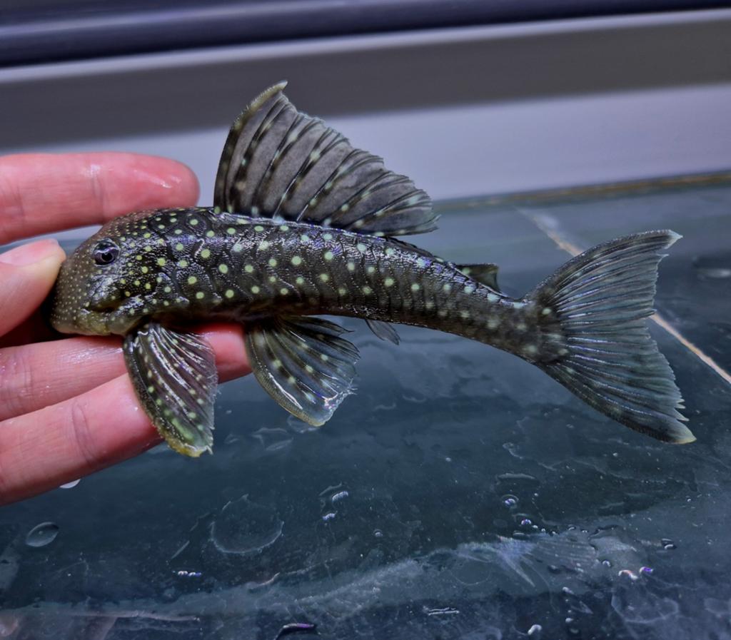 L128 XXL hemiancistrus, Vis