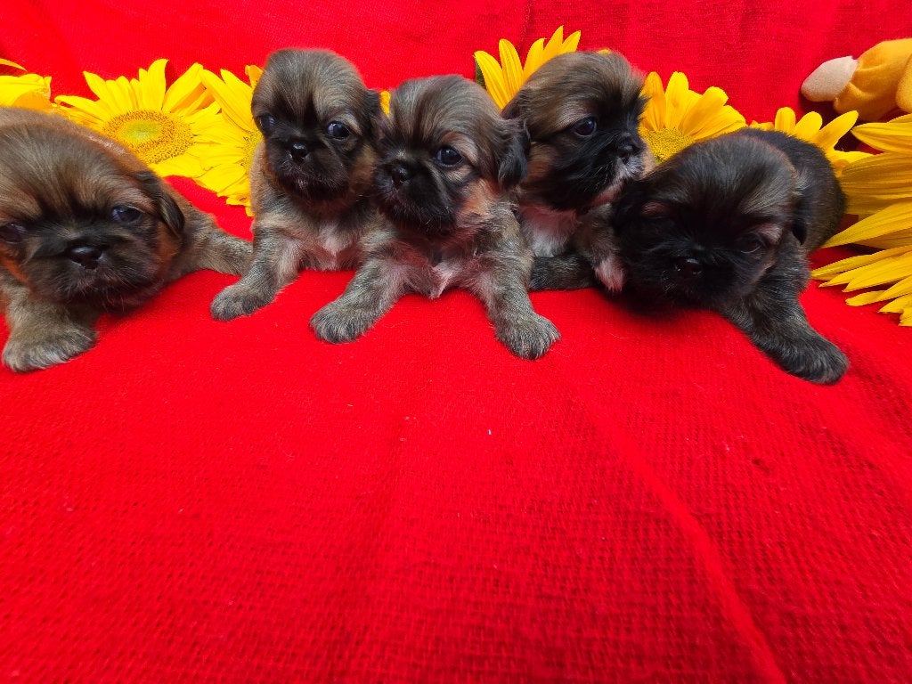 Prachtige Pekingees pups, Parvo, 8 tot 15 weken, Meerdere, Meerdere dieren