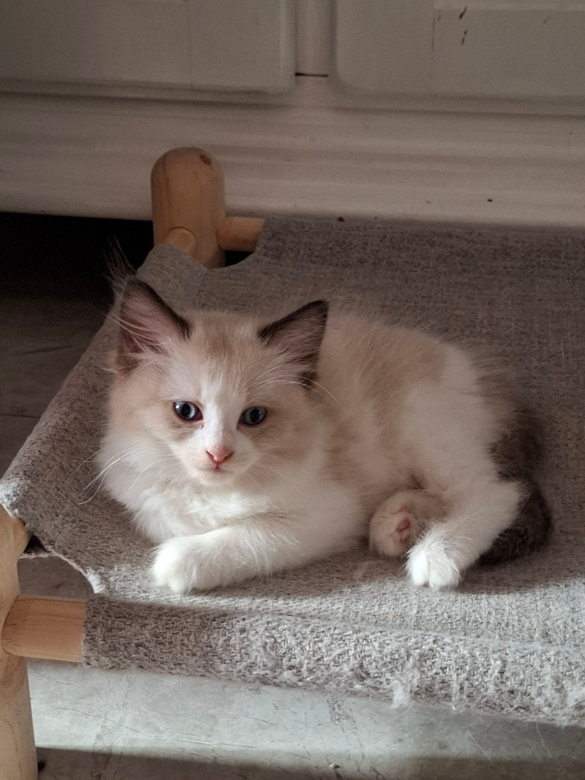 raszuivere ragdoll kittens  mogen verhuizen, Dieren en Toebehoren, Katten en Kittens | Raskatten | Langhaar, Kater, Ontwormd, 0 tot 2 jaar