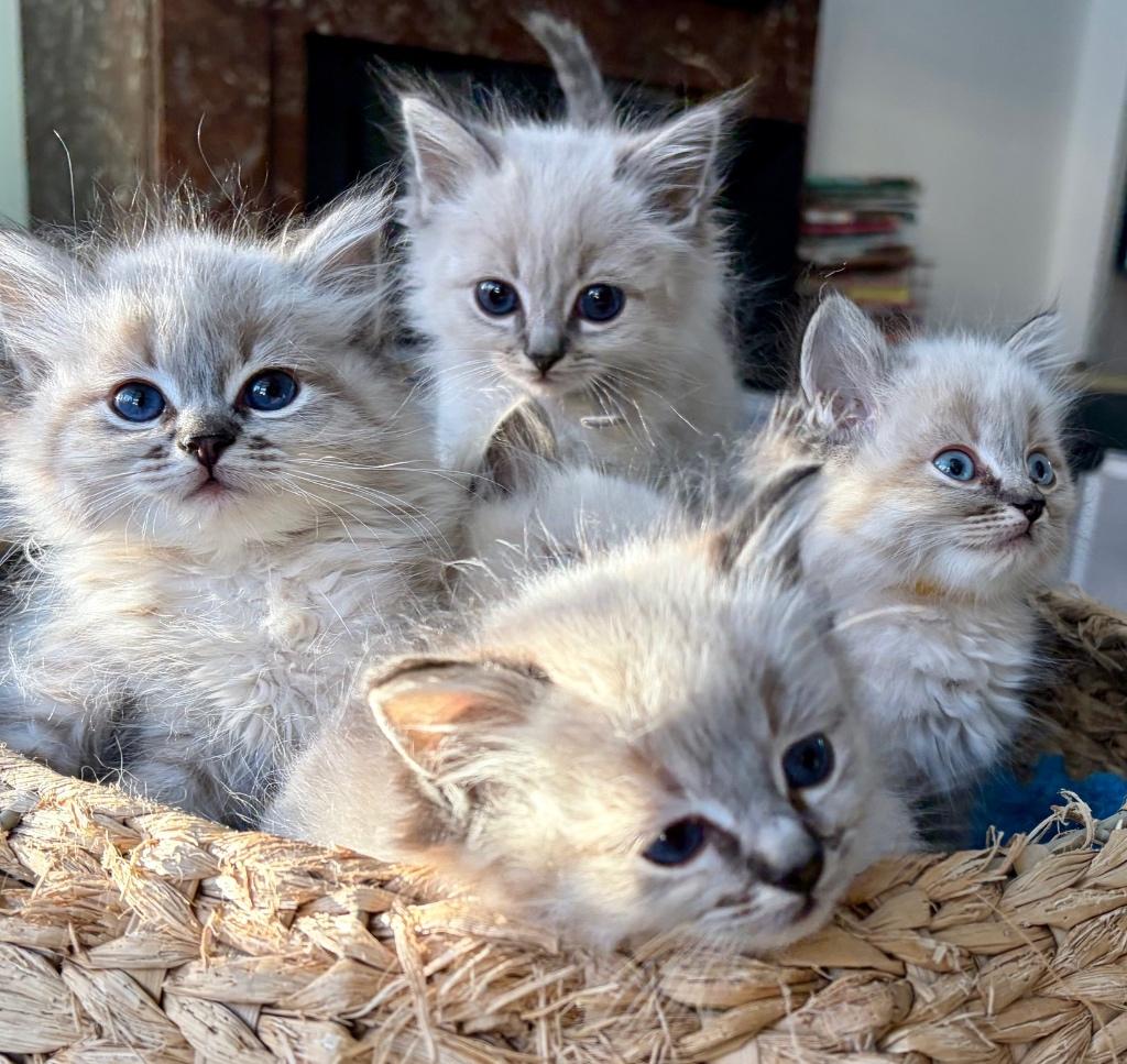 Ragdoll kittens te koop, Meerdere dieren, Ontwormd, 0 tot 2 jaar