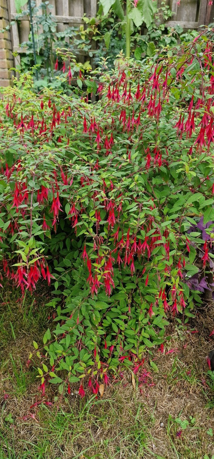 mooie flinke winterharde fuchsia, Ophalen of Verzenden, Struik, 100 tot 250 cm