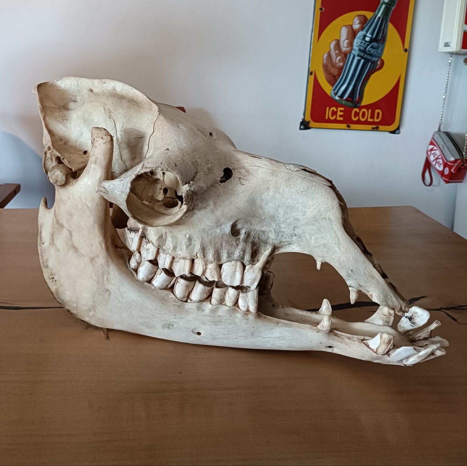 Kamelen schedel, Verzamelen, Dierenverzamelingen, Schedel, Ophalen