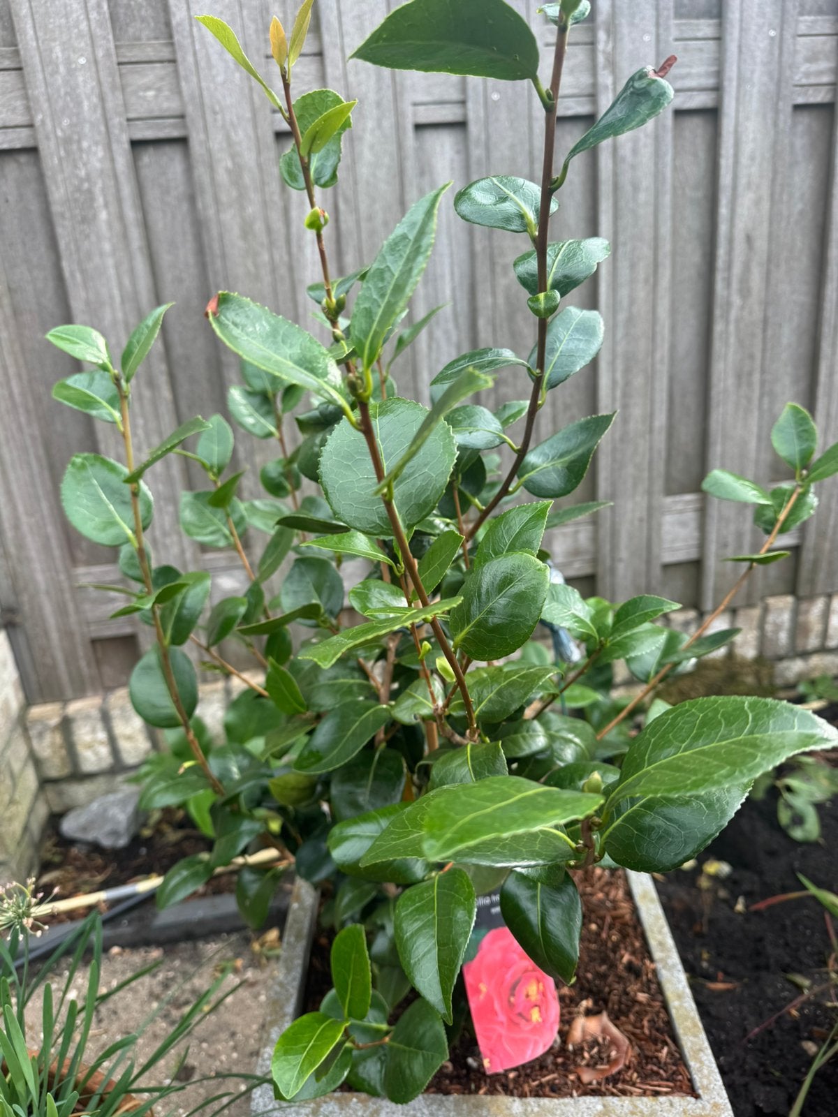 Camelia, Ophalen, Minder dan 100 cm, Overige soorten, Zomer