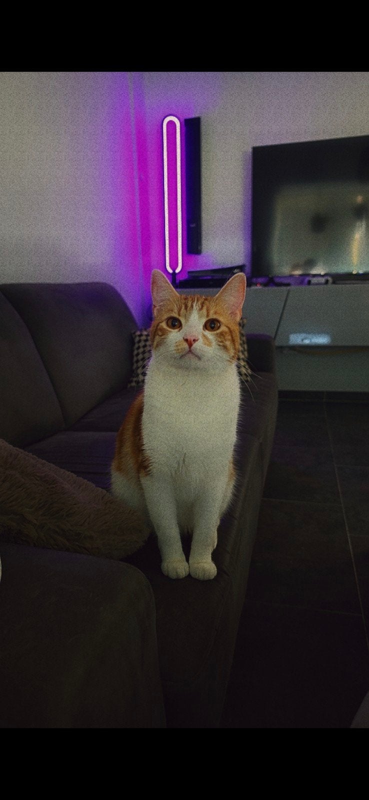 1 poes en 2 katten zoeken gouden thuis, Dieren en Toebehoren, Katten en Kittens | Overige Katten, Meerdere dieren, Kortharig, 0 tot 2 jaar