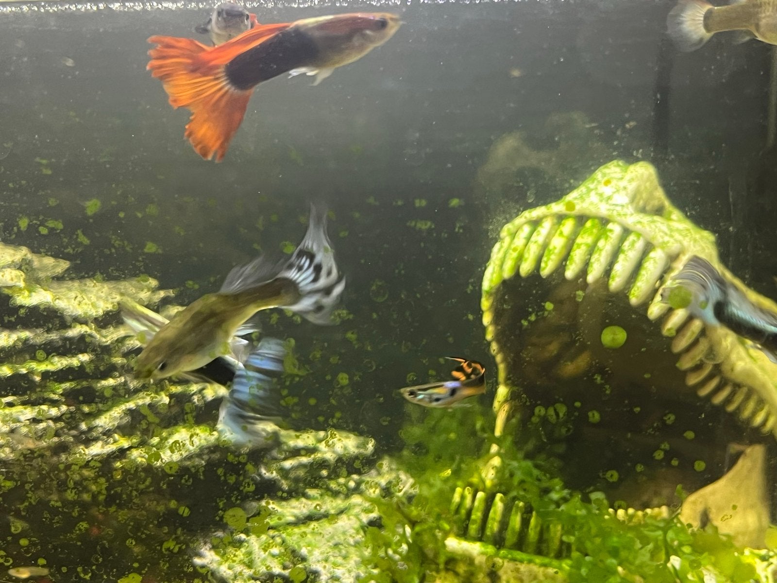 Te koop: een gezonde groep jonge guppen uit eigen kweek, Dieren en Toebehoren, Vis, Zoetwatervis