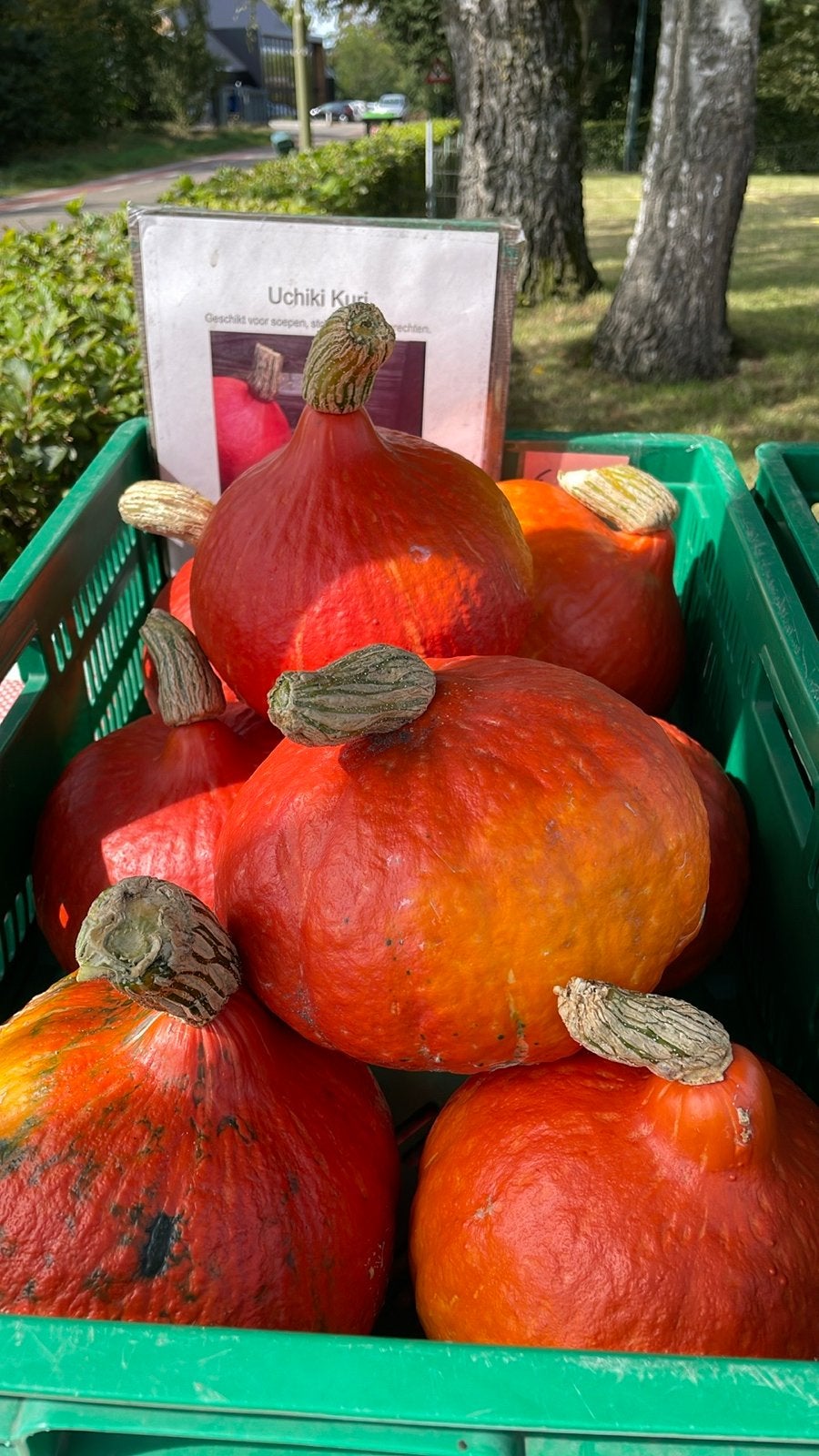 Diverse pompoenen en kalebassen voor decoratie en consumptie, Ophalen