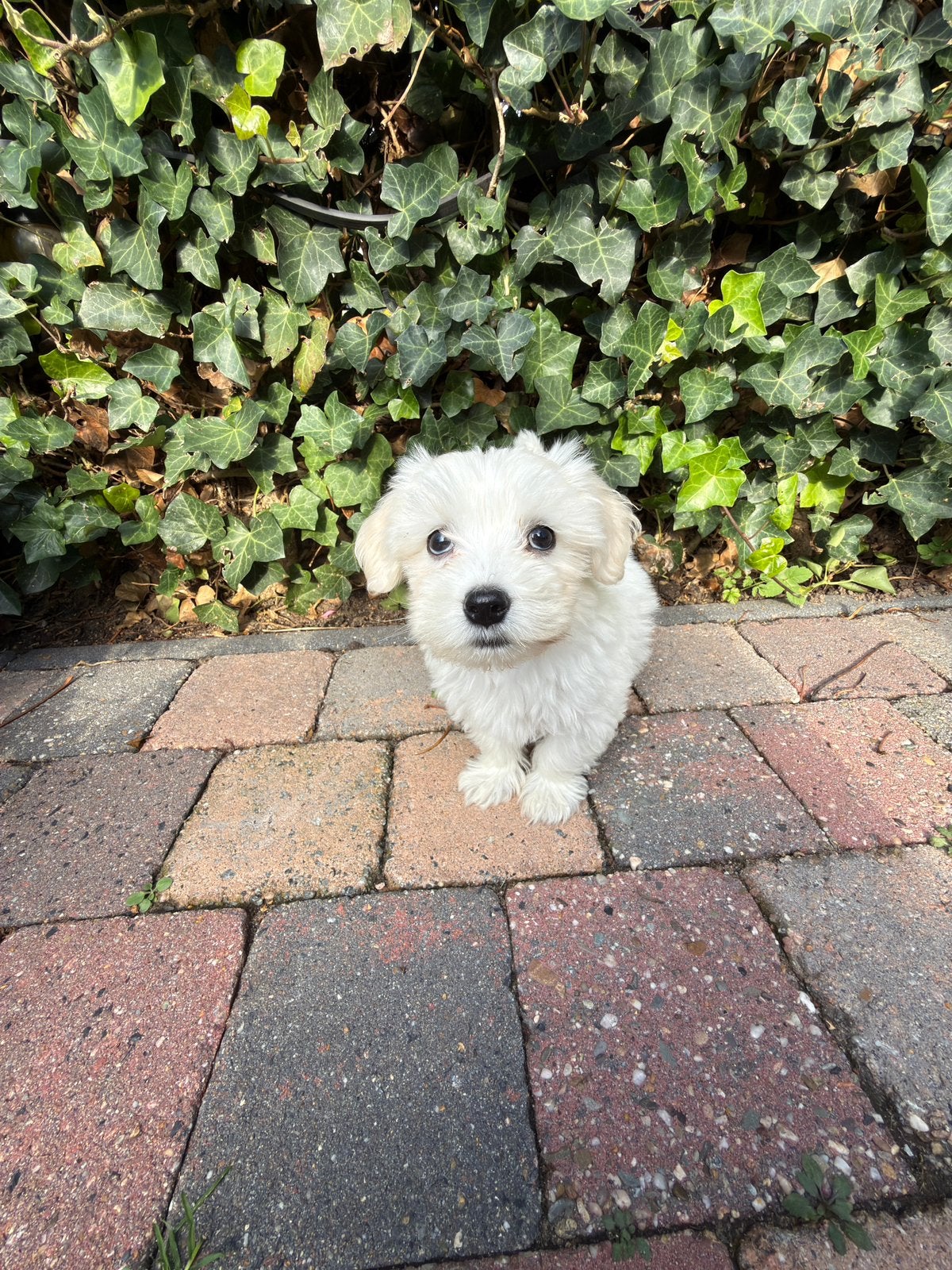 prachtige Maltezer pup, Dieren en Toebehoren, Maltezer, Reu, CDV (hondenziekte), 8 tot 15 weken