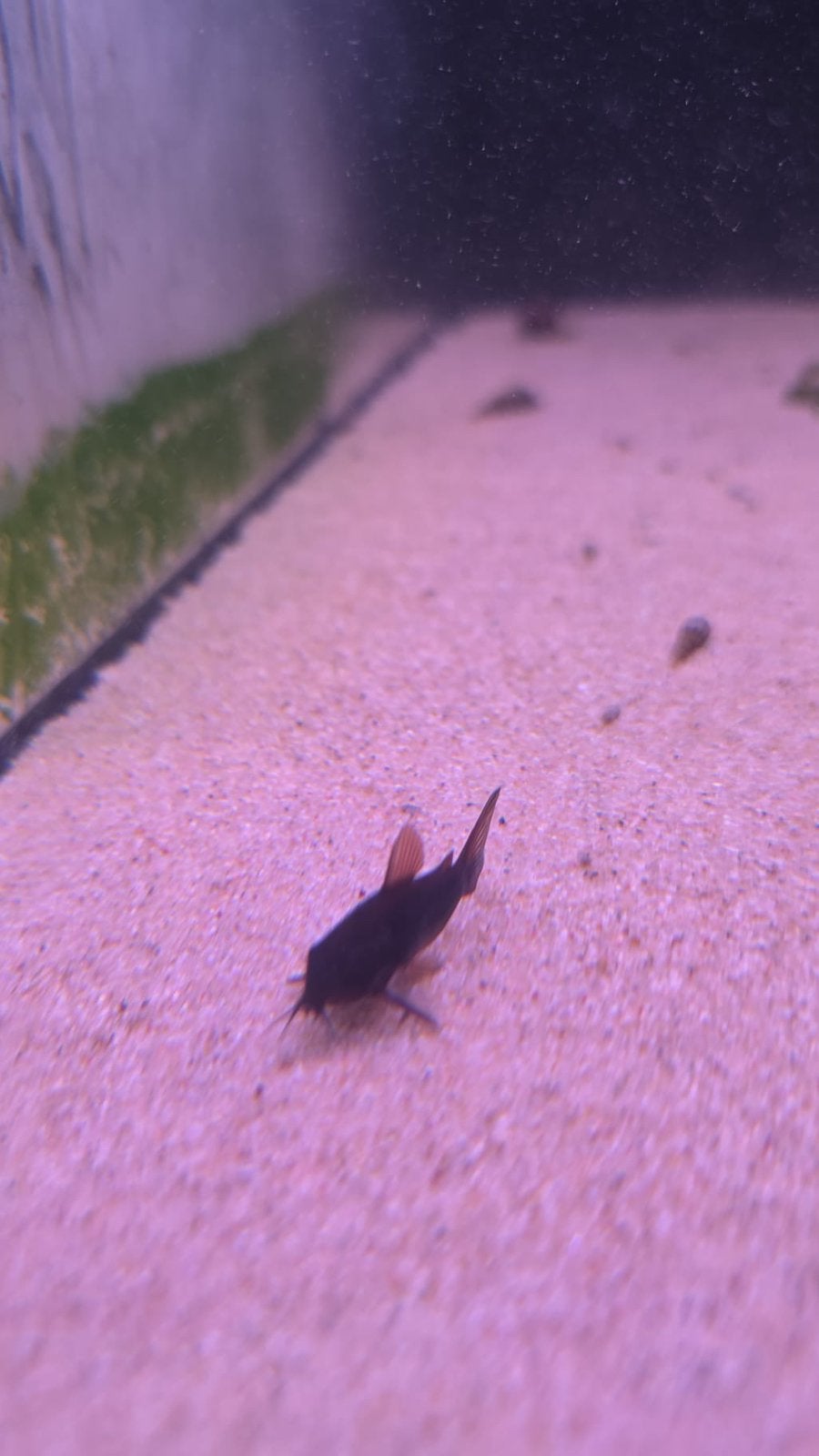 Diverse corrysoras soorten op voorraad, Dieren en Toebehoren, Vissen | Aquariumvissen, Vis, Zoetwatervis, Schoolvis