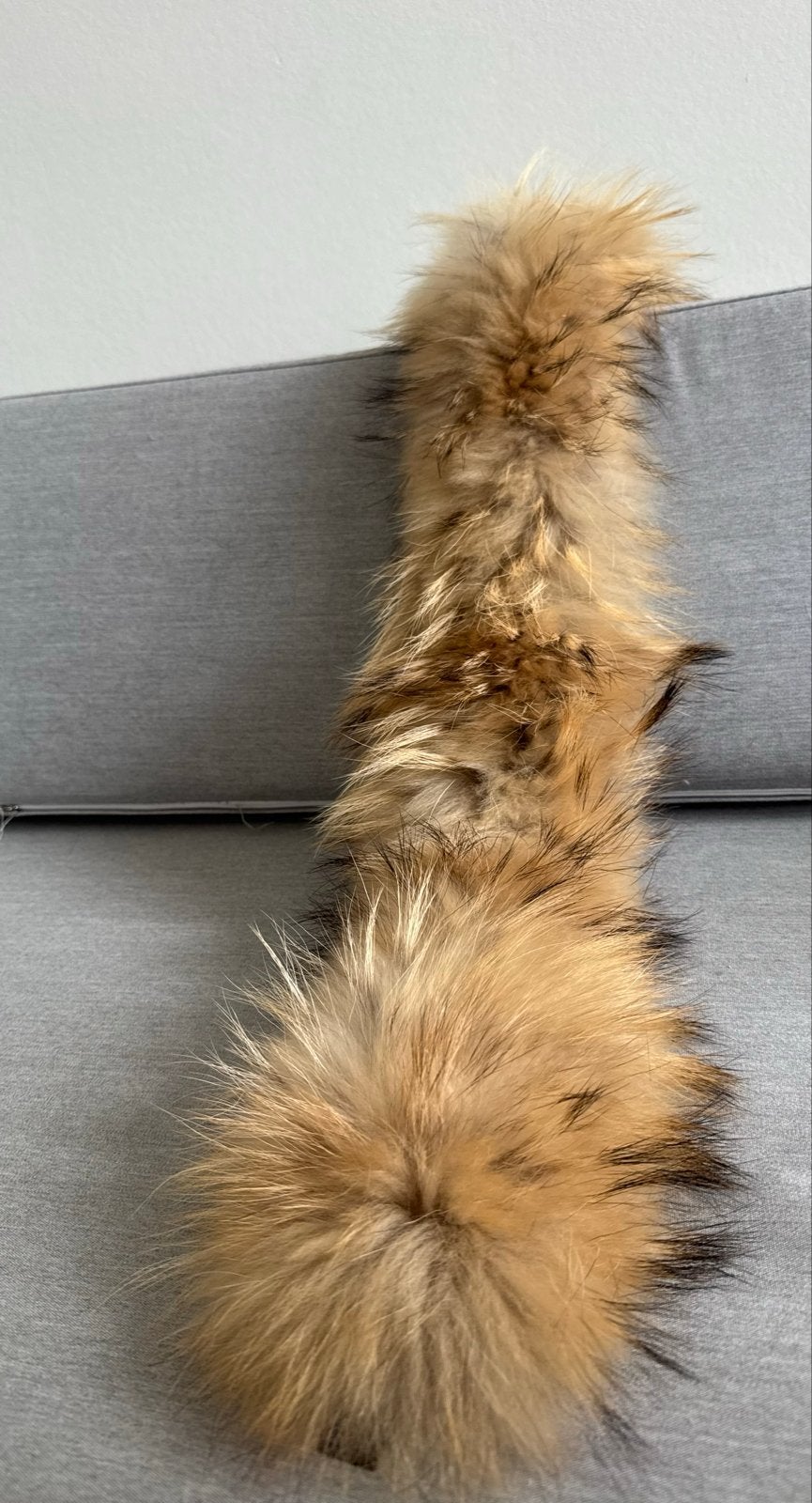 Prachtige XL Bontkraag van Frocella – Echt Bont, Ophalen of Verzenden, Zo goed als nieuw, Maat 46/48 (XL) of groter, Bruin