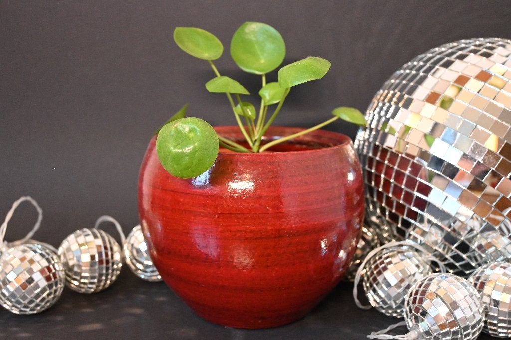 Stekje Pannenkoekenplant (Pilea peperomioides) Plant, Overige soorten, Minder dan 100 cm, Groene kamerplant, Halfschaduw