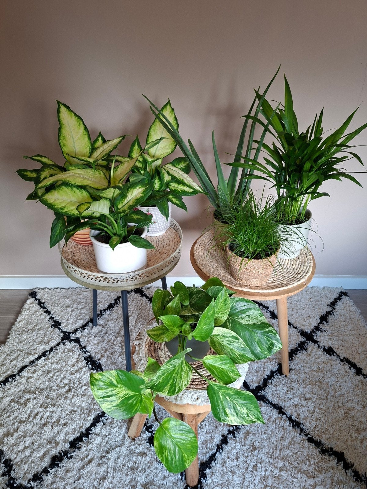 kamerplanten Pothos Dieffenbachia Palm Aloë Vera gras, Ophalen, Palm, Halfschaduw, In pot