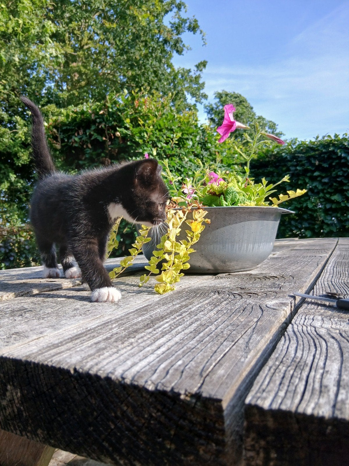 Mooie kittens-21 mei, Meerdere dieren, 0 tot 2 jaar