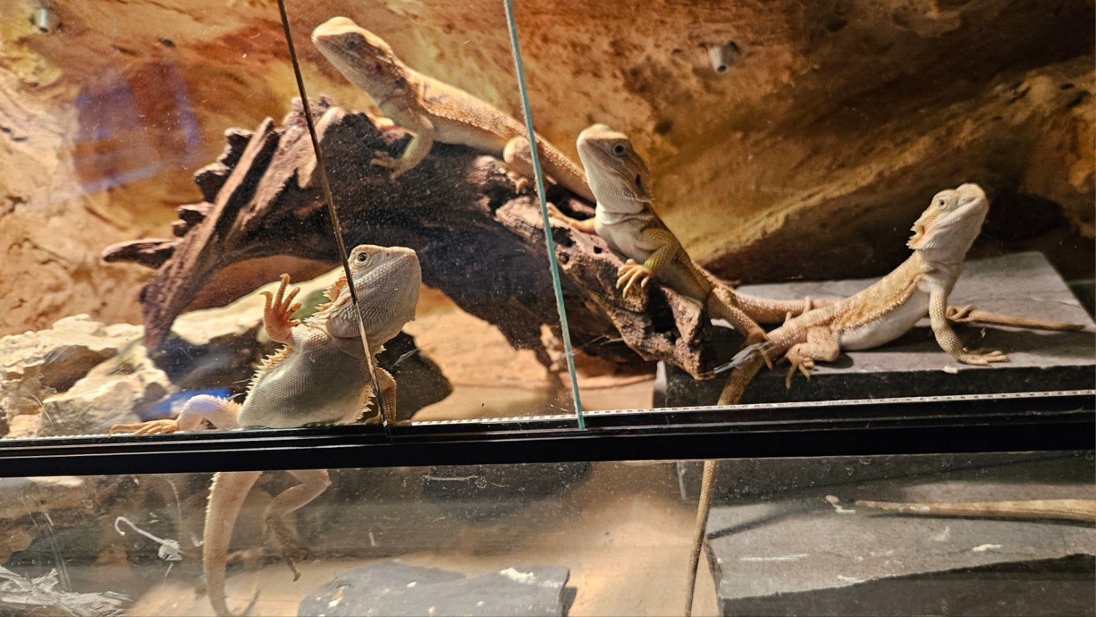 Nestje Baardagamen ( Pogona Vitticeps ) bijna 4 maanden oud., Ophalen, Nieuw, Overige typen