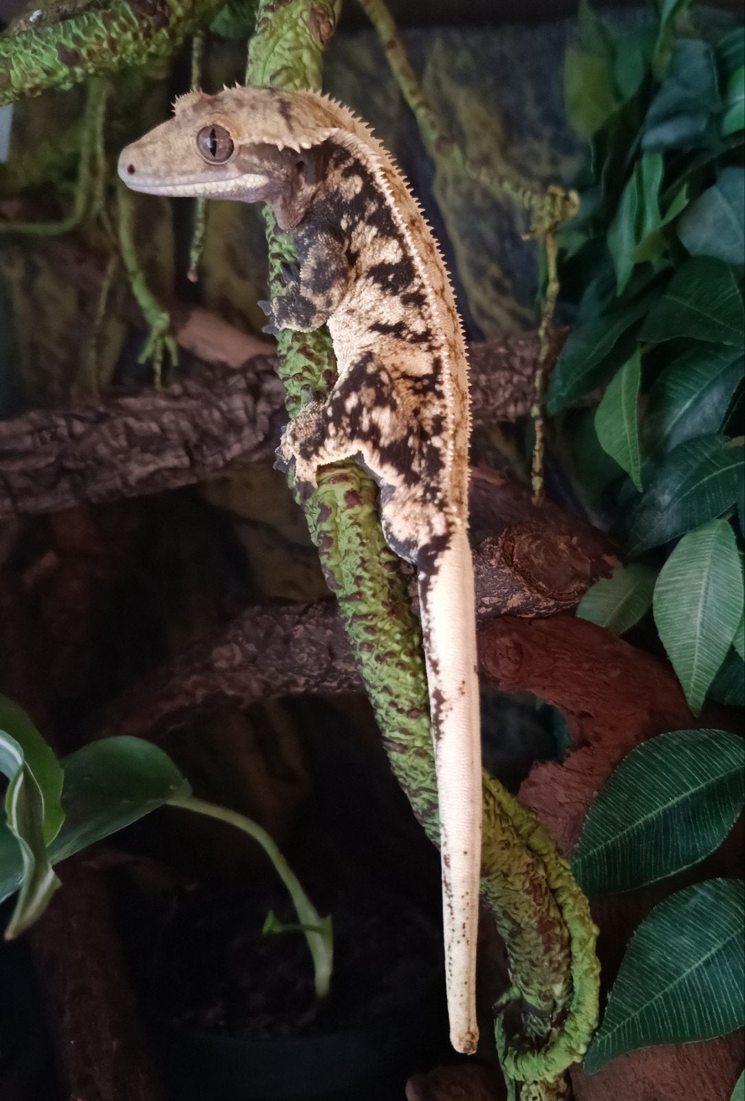 Wimpergekko man RTB, Hagedis, 0 tot 2 jaar