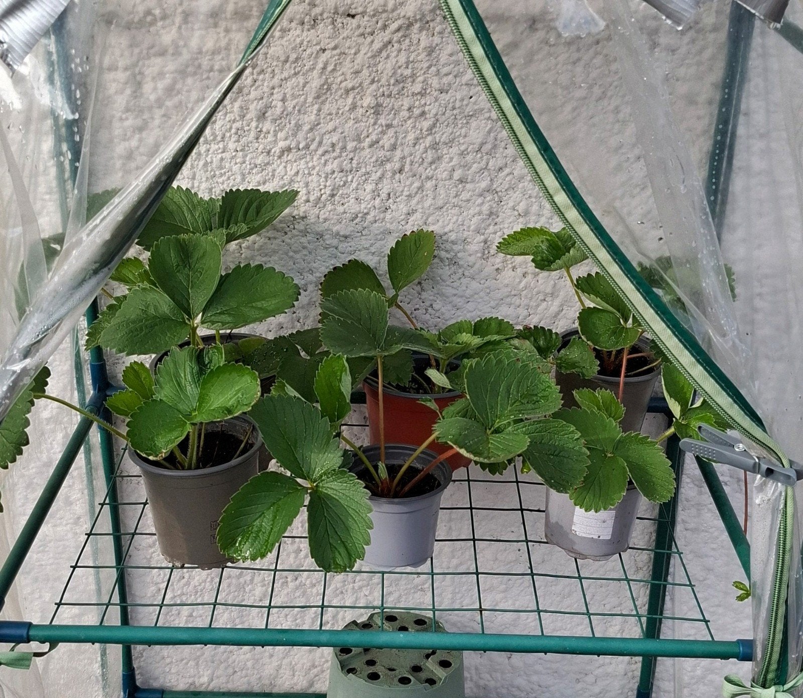 planten, Ophalen, Volle zon