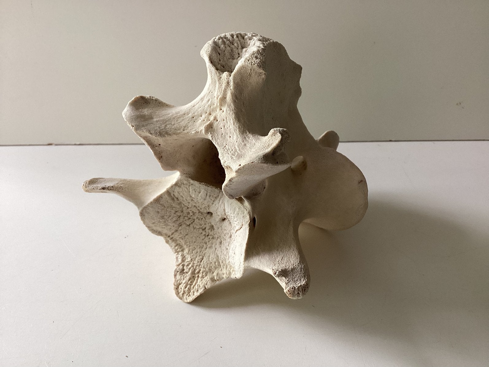 Ruggenwervel koe /stier ( in Hilversum ), Ophalen of Verzenden, Schelp(en)