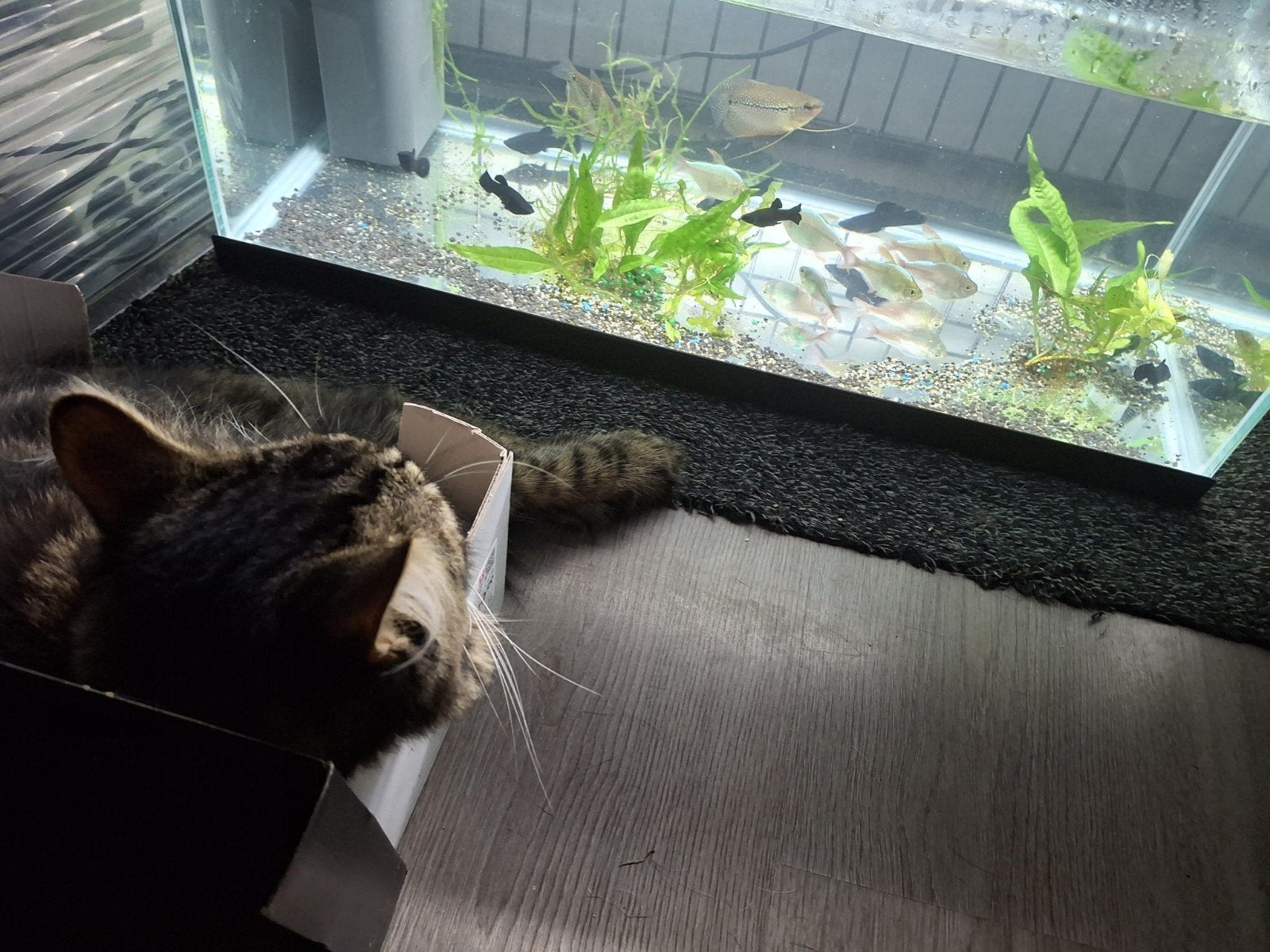 Moeten nu weg...  black Molly's, Dieren en Toebehoren, Vissen | Aquariumvissen, Vis