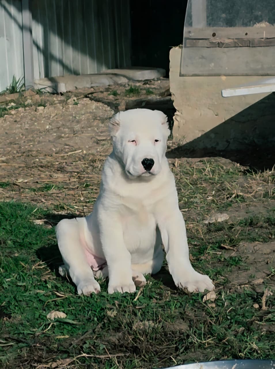 Alabai Pups / Central Asian Shepherd / Ovcharka, Particulier, Rabiës (hondsdolheid), 8 tot 15 weken, Buitenland