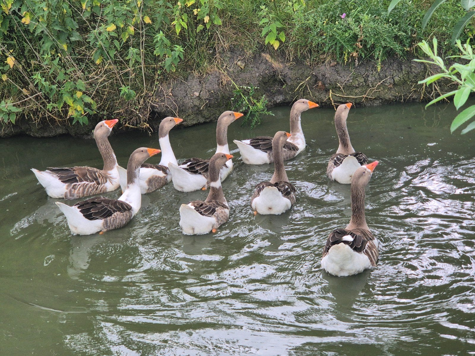Trio Twentse landganzen, Dieren en Toebehoren, Meerdere dieren, Kip