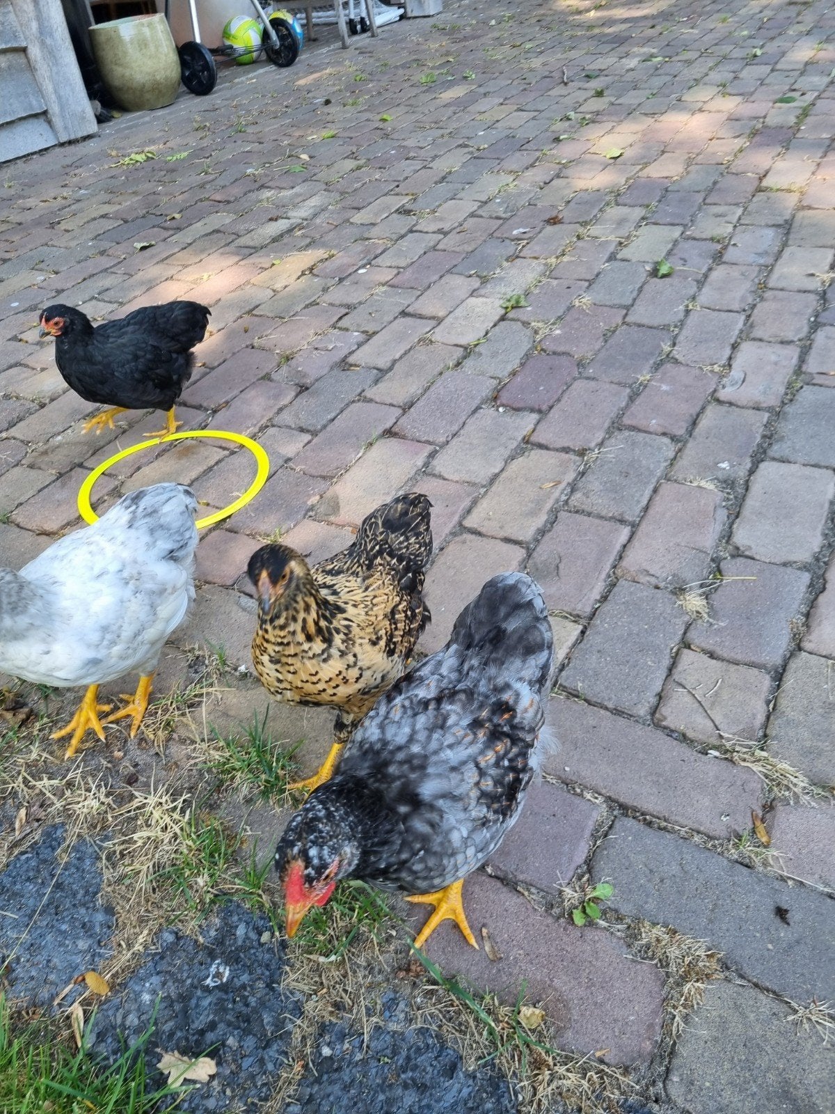 Gratis jonge wyandotte kriel hanen, Dieren en Toebehoren, Pluimvee, Mannelijk, Kip