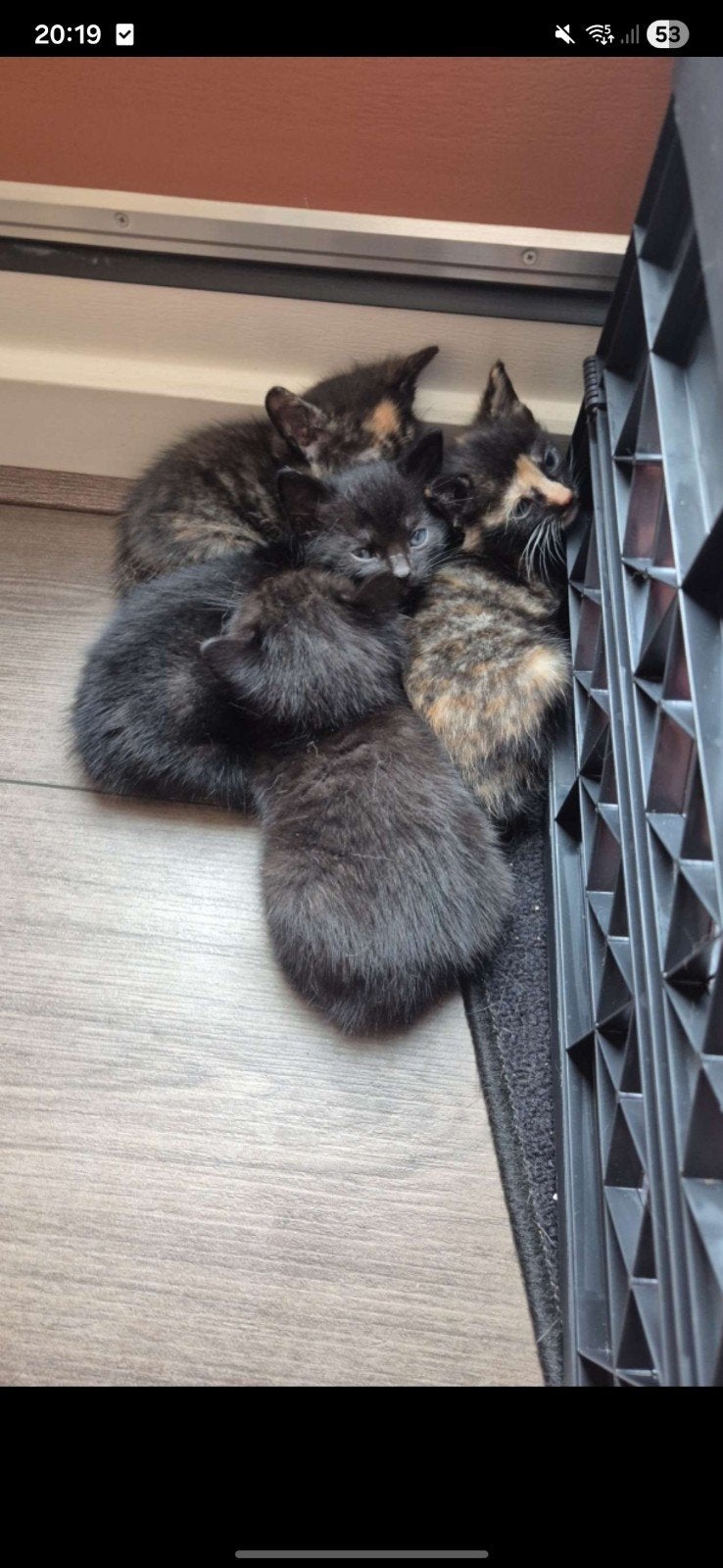 Kittens nog 1 kitten beschikbaar, Dieren en Toebehoren