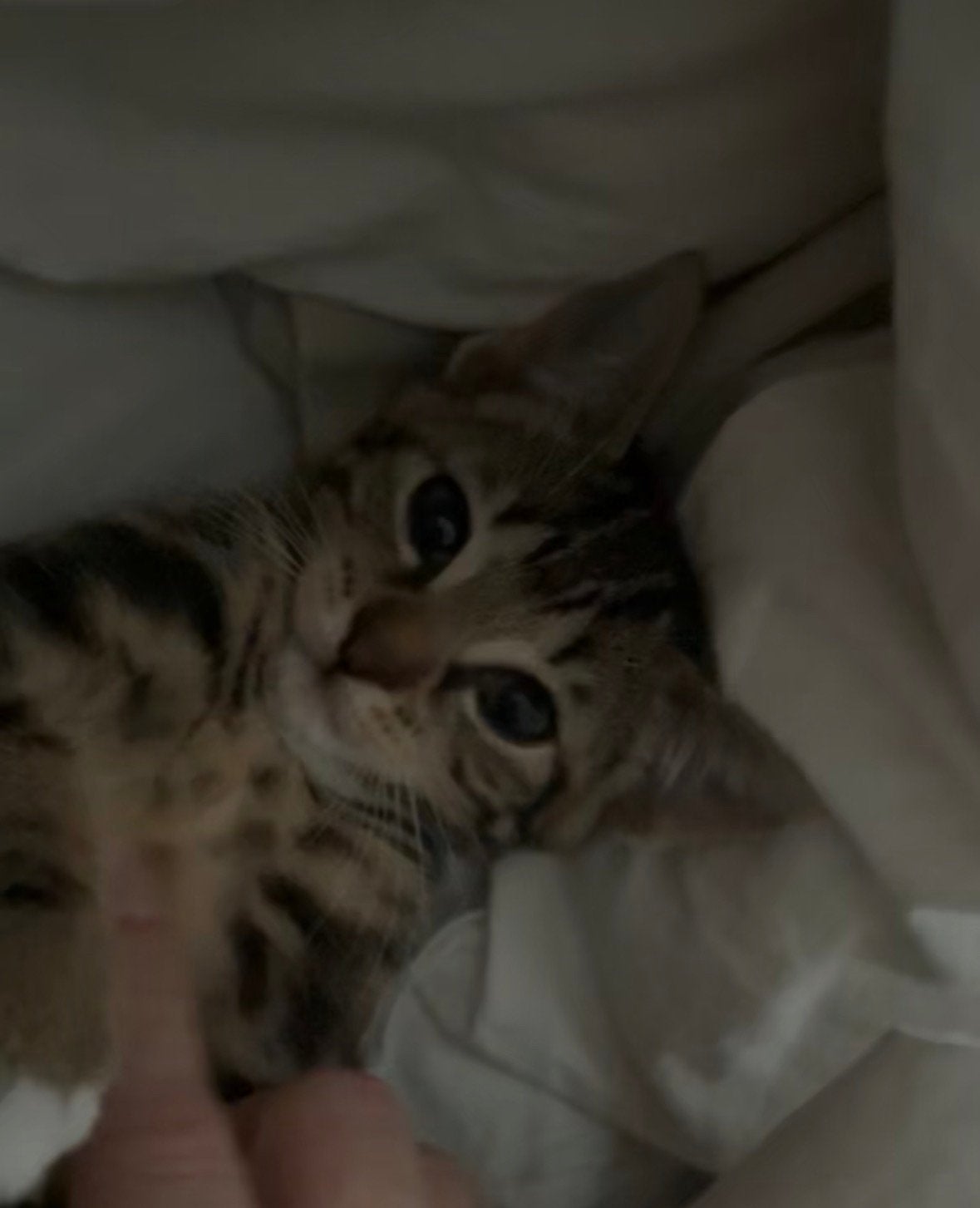 Kitten 3 maanden, Poes