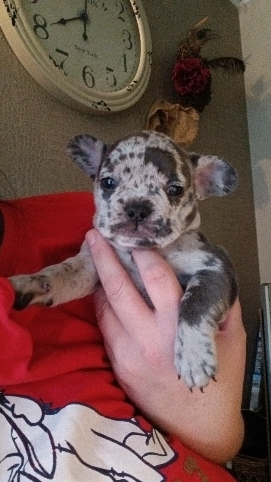 franse buĺldog pups, 8 tot 15 weken, Teef, Meerdere, Nederland