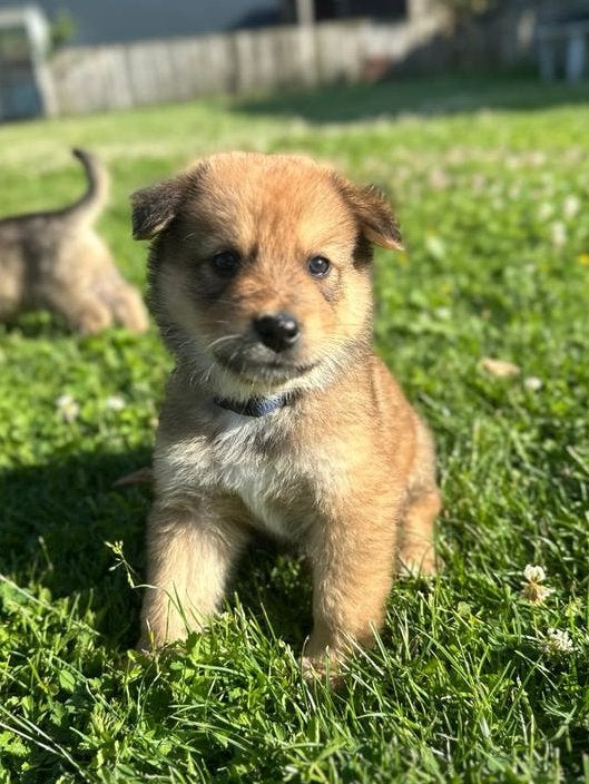 Puppy’s Eurasiër / Herdermix kruising, Parvo, Overige rassen, 8 tot 15 weken, Meerdere