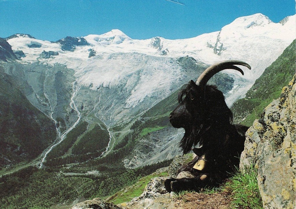 Bok kijkt uit op sneeuw 328, Verzamelen, Verzenden, 1980 tot heden, Gelopen, Wild dier