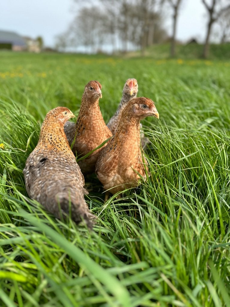 Jonge tamme Bielefelder kippen gesekst & ingeënt, Dieren en Toebehoren, Pluimvee, Vrouwelijk, Kip