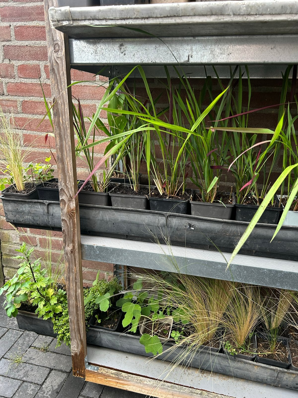 Diverse Planten en Kruiden voor Tuin en Moestuin, Ophalen, Volle zon, Zomer, Groenteplanten